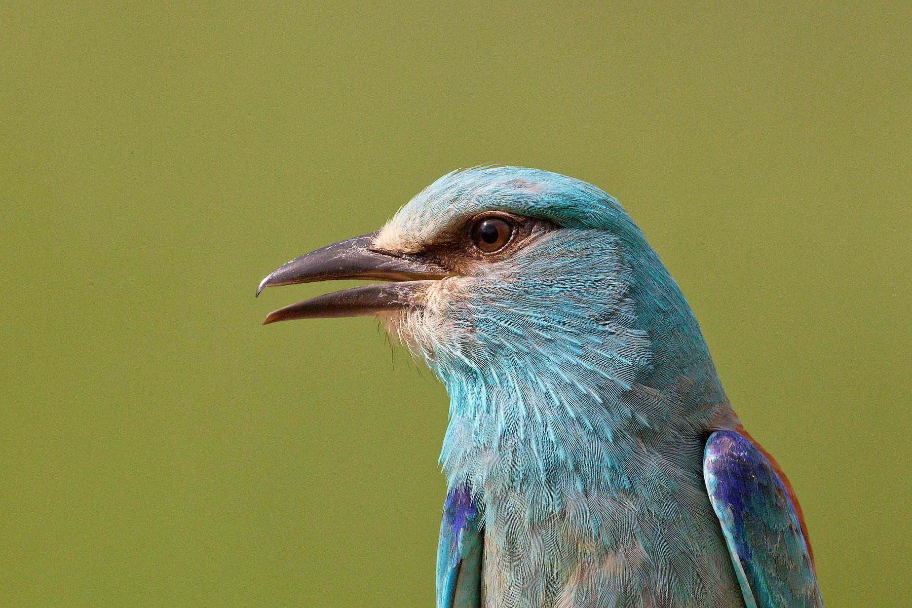 coracias-garrulus-danube-delta-romania-closeup