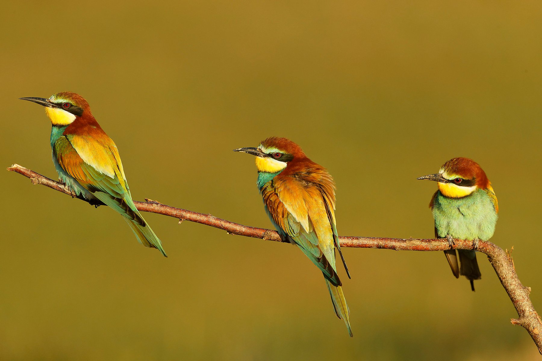 european-bee-eaters-perched-branch-danube-delta-romania