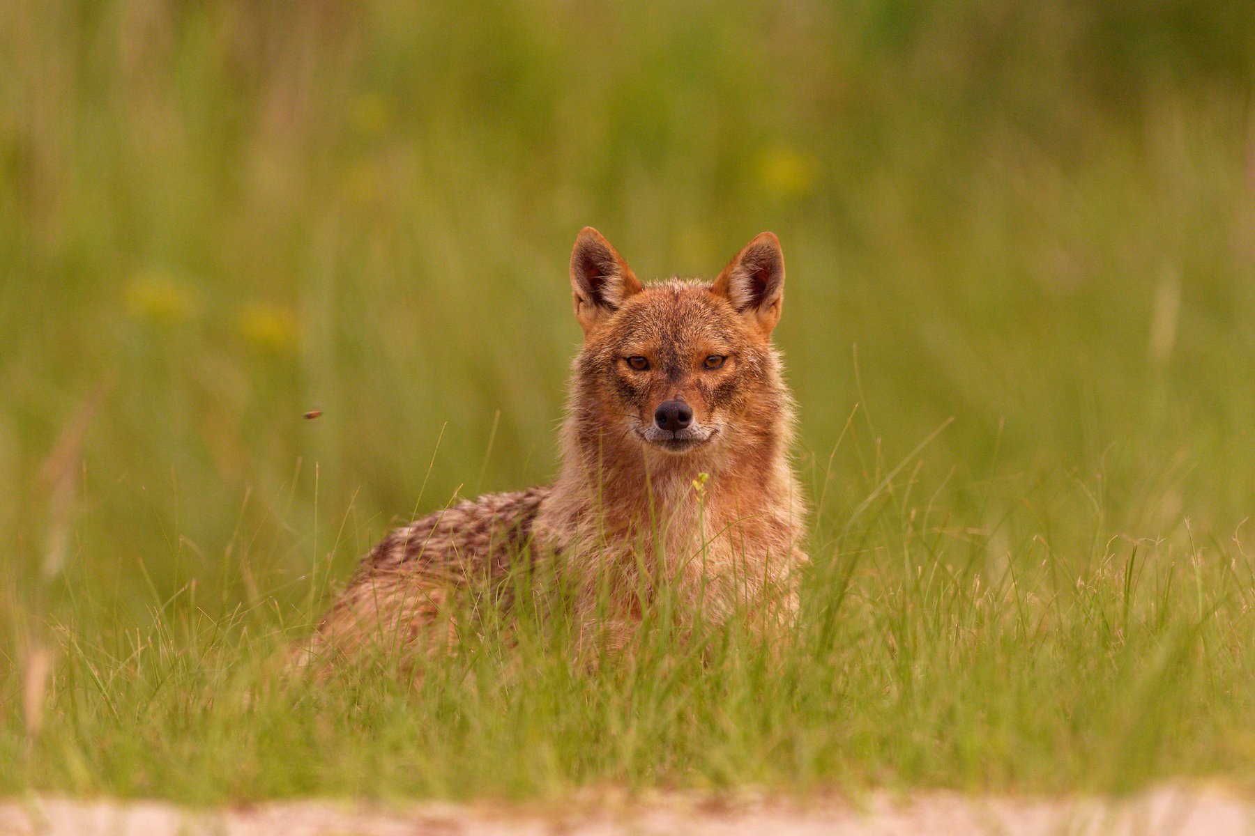 golden-jackal-danube-delta-romania-wildlife-photography