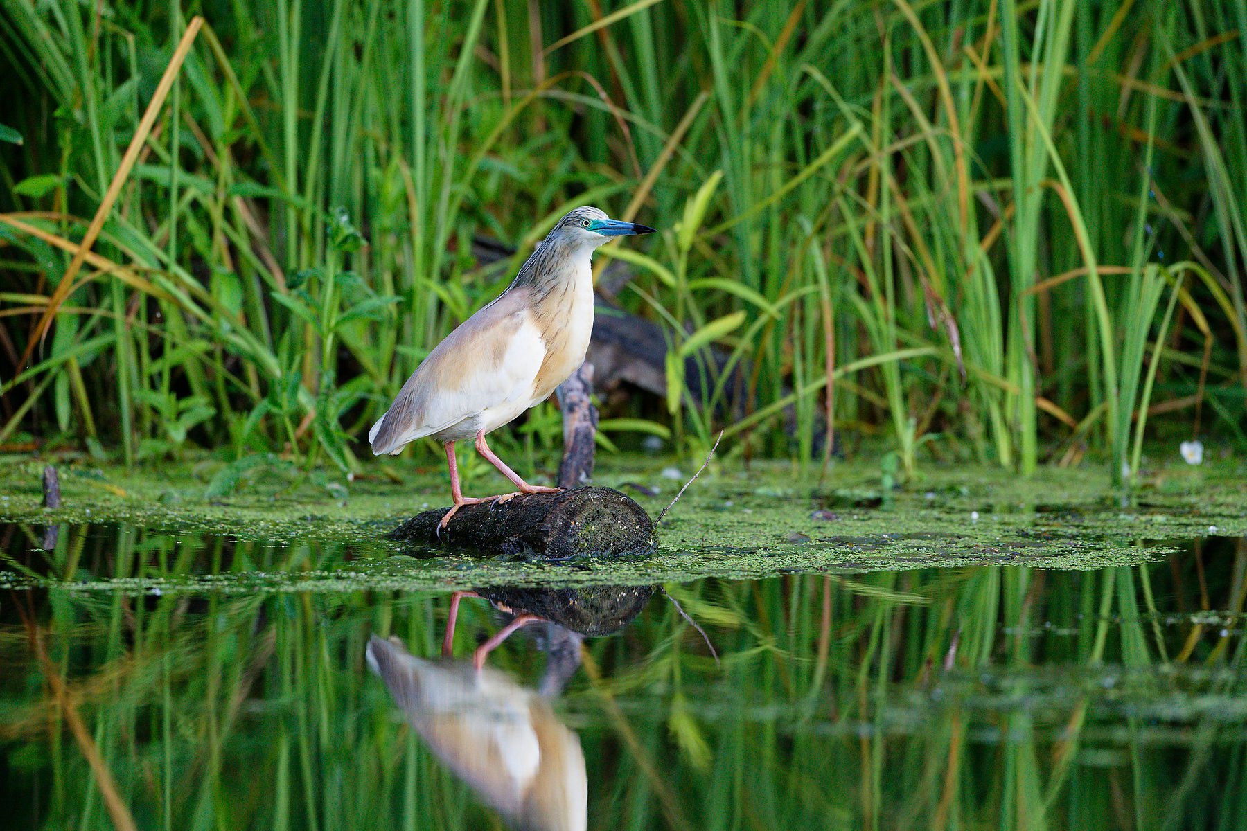 squacco-heron-perched-marsh-danube-delta-romania